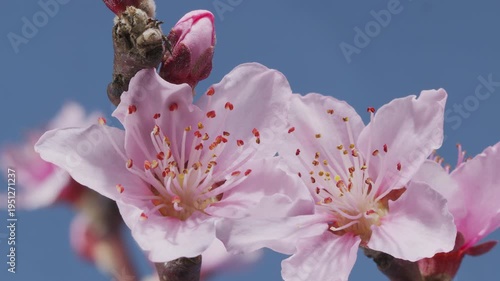 Beautiful time lapse video of the blossoming of a pink peach flowers on blue background. A close macro with detail of the peach flower.