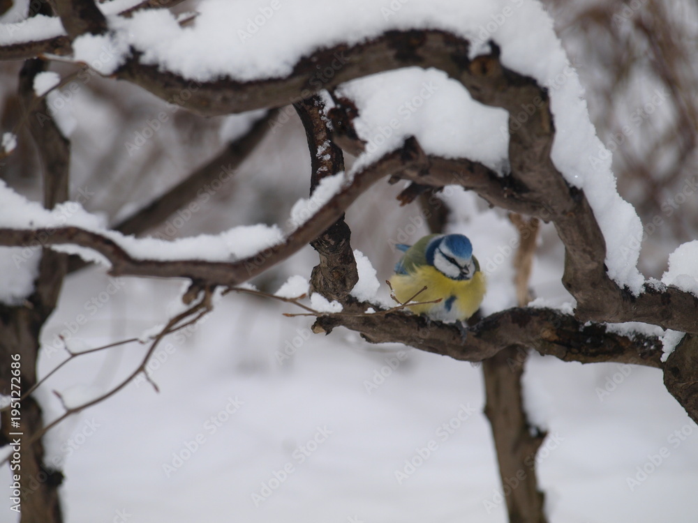 Fototapeta premium Blue Tit Perched on Snow-Covered Branch in Winter Landscape at ?azienki Park, Warsaw