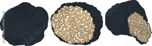 Vector detailed hand drawn mushroom illustration set in vintage botanical colored style, organic forest fungi, trending botanical artwork