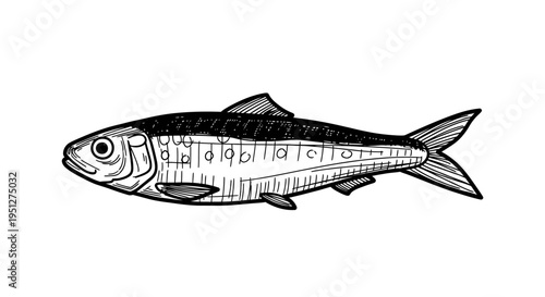 Black and White Line Art of a Sardine Fish