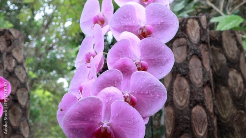 Pink orchid flowers with water drops in soft sunlight