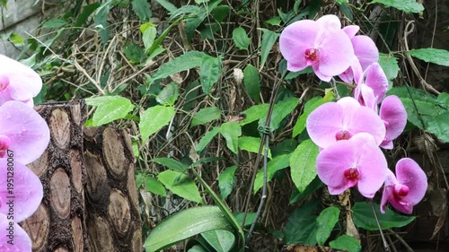 Pink orchid flowers with water drops in soft sunlight