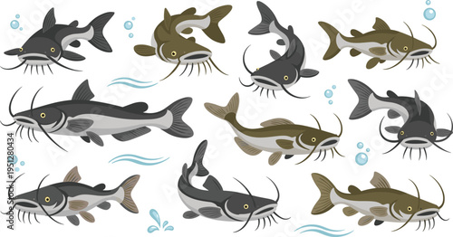 Catfish Vector Set Featuring Multiple Species, Whiskered Faces, and Dynamic Swimming Poses for Freshwater Fishing, Aquatic Wildlife Illustration, and Educational Design Projects.