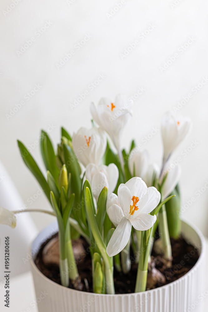 Obraz premium Blooming white crocus plant with green leaves in ceramic pot