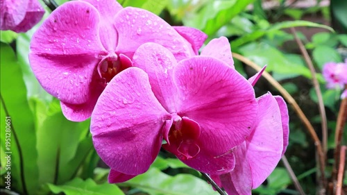 Pink orchid flowers with water drops in soft sunlight
