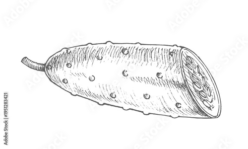 Half of the cucumber. Vector ink styled handmade illustration. For packaging design, cards, cover, prints, product labels and fabric.