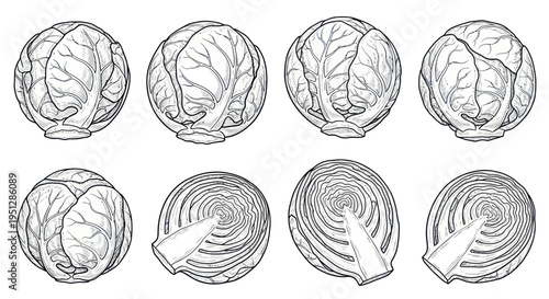 Collection of Fresh Cabbage Illustrations - Whole and Halved, Line Art