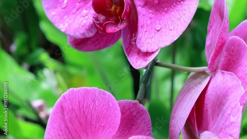 Pink orchid flowers with water drops in soft sunlight
