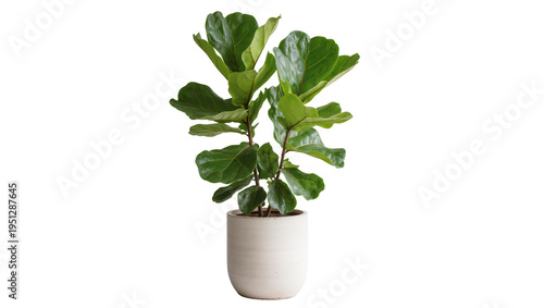 Isolated Fiddle Leaf Fig plant in a stylish cylindrical pot, popular houseplant decor