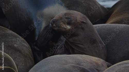 Group of Lazy brown fur seals closeup lying sunbathing on waterfront False Bay. Cape Town, Western Cape, South Africa.Wild animals. View seal Arctocephalus pusillus in Hout Bay Harbour, Hout Bay,
