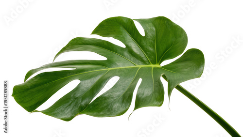 Isolated vibrant green tropical Monstera deliciosa leaf with iconic fenestrations, perfect for botanical design