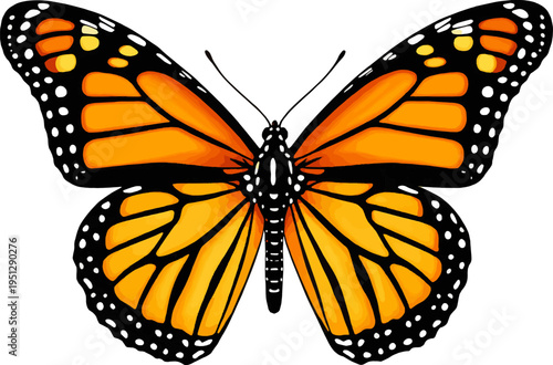 Create a realistic monarch butterfly with open wings, nature, orange and black insect, close up view vector art with white background..