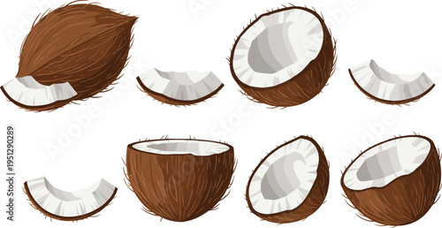 Coconut vector illustration showing whole coconuts, halved shells, and edible white flesh pieces, tropical fruit design, and culinary elements