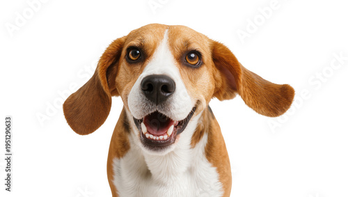Isolated happy smiling beagle dog looking at camera with open mouth and floppy ears