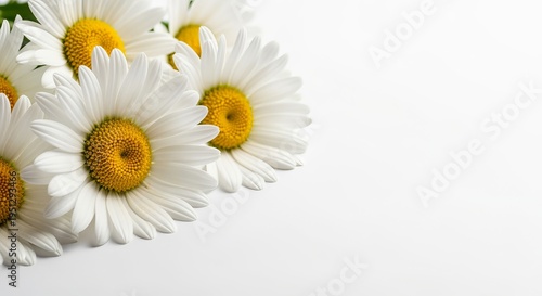 Beautiful Fresh White Daisies in a Close-up Cluster Displayed Against a Blank White Background