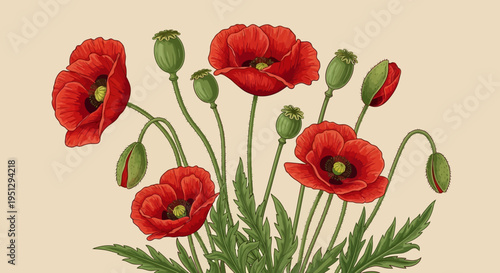 Vintage Botanical Illustration of Red Poppies and Green Buds on Cream Background