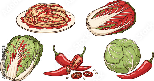 Kimchi vector illustration featuring napa cabbage, red cabbage, chili peppers, traditional Korean fermented dish, spicy food, and culinary elements