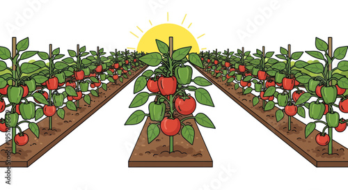 Sunny vegetable garden with rows of ripening bell peppers, healthy organic food