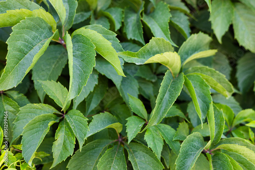 Close up of green leaves of Parthenocissus quinquefolia, known as Virginia creeper or five-leaved ivy.