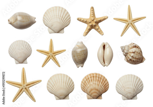 Collection of seashells and starfish arranged on a black surface on transparent background