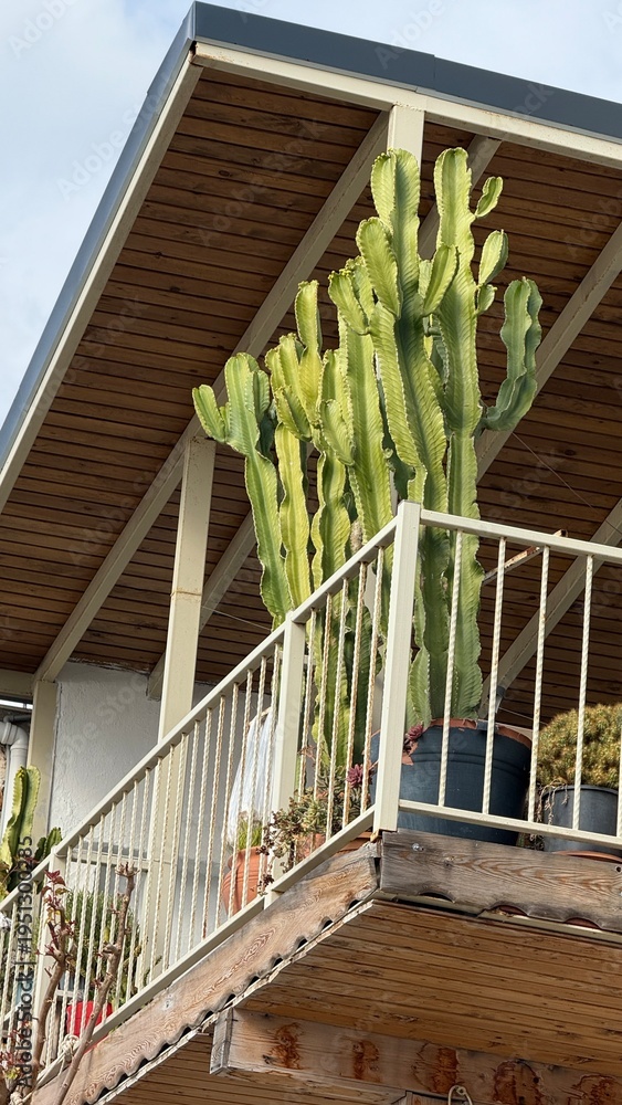 Naklejka premium Cactus plants on a patio balcony surrounded by railings, sunlight casting shadows in the background