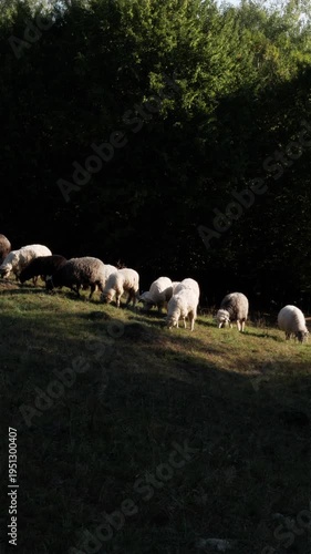 One black sheep among white flock on a green mountain slope in Carpathians