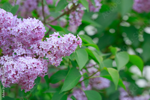 Branch with spring lilac flowers in garden isolated.
