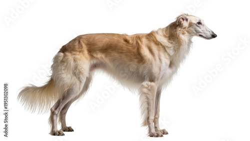 Εκτύπωση καμβά Isolated Borzoi dog standing gracefully and alertly, full body side view of a be