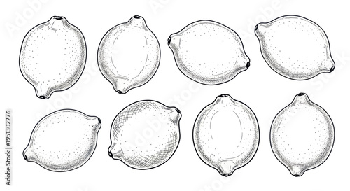 Hand-drawn Lemon Illustrations Set - Vintage Style Fruit Graphics