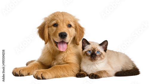 Fotografie Isolated adorable Golden Retriever puppy and charming Siamese cat resting togeth