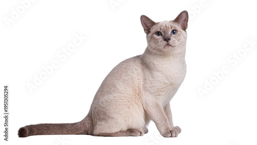 Schilderij op canvas Isolated beautiful light-colored Tonkinese cat sitting gracefully, gazing intent
