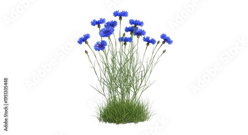 Vibrant blue cornflowers blooming in wild grass field with soft natural lighting for spring nature backgrounds