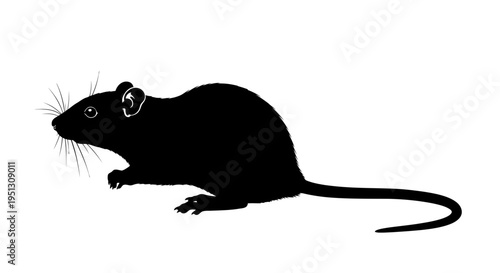 Black rat silhouette isolated on white background for design projects