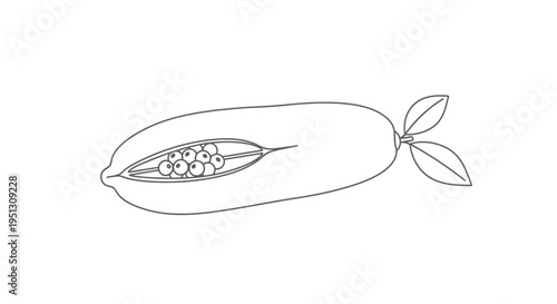 Outlined papaya fruit with seeds and leaves illustration on white background