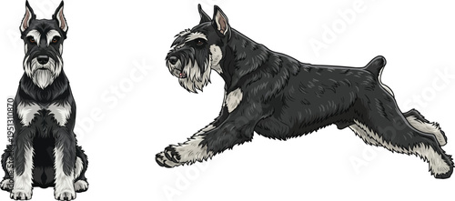 Giant Schnauzer dog running athletic sitting facing front pose set