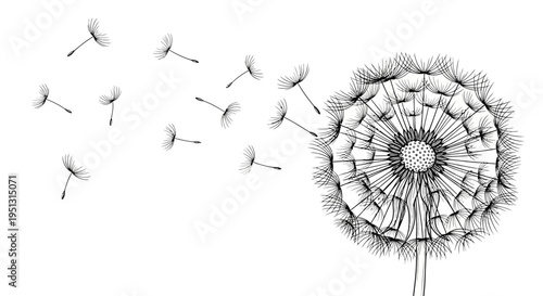 Dandelion flower with flying seeds against a clean white background concept