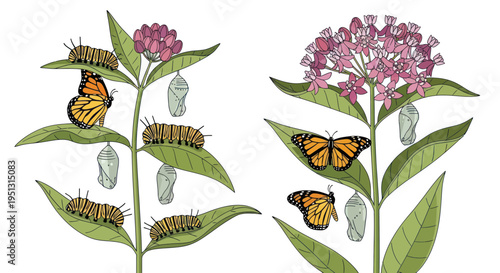 Monarch Butterfly Life Cycle: Caterpillar, Chrysalis, and Butterfly on Milkweed Plant