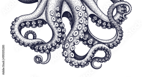 Detailed Ink Drawing of an Octopus with Tentacles and Suckers on White Background
