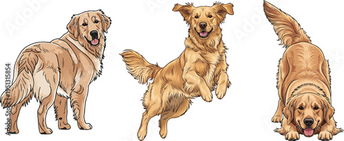 Golden Retriever dog jumping playful standing rear view play bow pose set