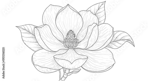 Elegant magnolia blossom illustration detailed black and white botanical art