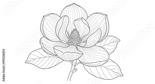 Elegant black and white magnolia flower illustration on white background