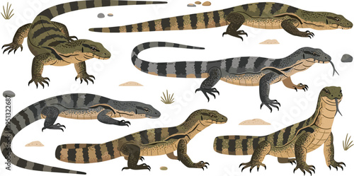 Monitor Lizard Vector Set Featuring Striped Body Patterns, Crawling Poses, and Detailed Reptile Anatomy for Wildlife Illustration, Nature Education, and Scientific Design Projects.