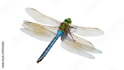 Konstfotografi Isolated large blue and green dragonfly, close-up of intricate body and delicate