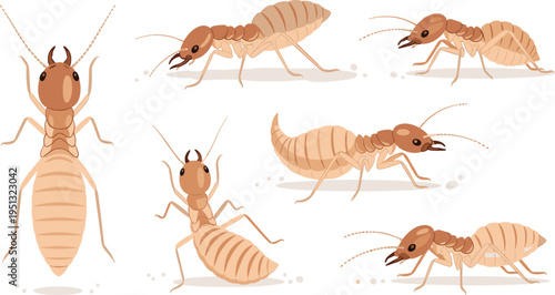 Termite Insect Vector Set Featuring Worker and Soldier Types, Detailed Anatomy, and Colony Pest Behavior for Pest Control, Biology Study, and Educational Design Projects.