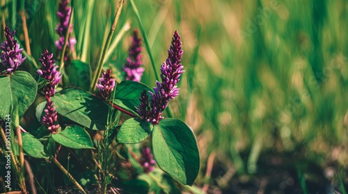 Green leaves purple polygonum flowers foreground blurred grassland background with sunlight exposure, macro shallow depth of field, fresh saturated tones and clear details in natural environment