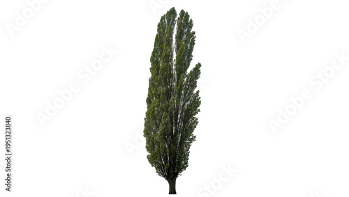Konstfotografi Isolated elegant tall slender green columnar tree a vibrant natural outdoor land