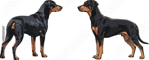 Gonczy Polski dog standing side profile rear view pose set