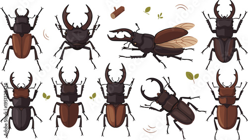 Stag Beetle Vector Collection Featuring Large Mandibles, Multiple Angles, and Flying and Crawling Poses for Entomology Study and Wildlife Illustration Projects.