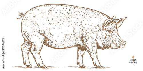 Detailed pig engraving, sepia vintage etching lines. Traditional butcher shop branding, rustic farm livestock emblem. Quality pork culinary heritage symbol, organic food sign. Vector Illustration