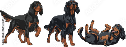 Gordon Setter dog pointing standing alert lying playful pose set